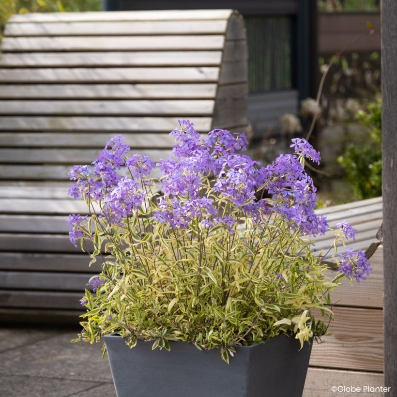 Phlox divaricata Blue Ribbons (Porte)