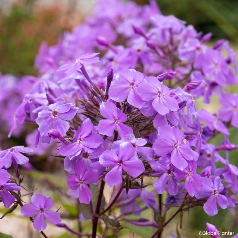 Phlox Queen Paola - Flox (Floración)
