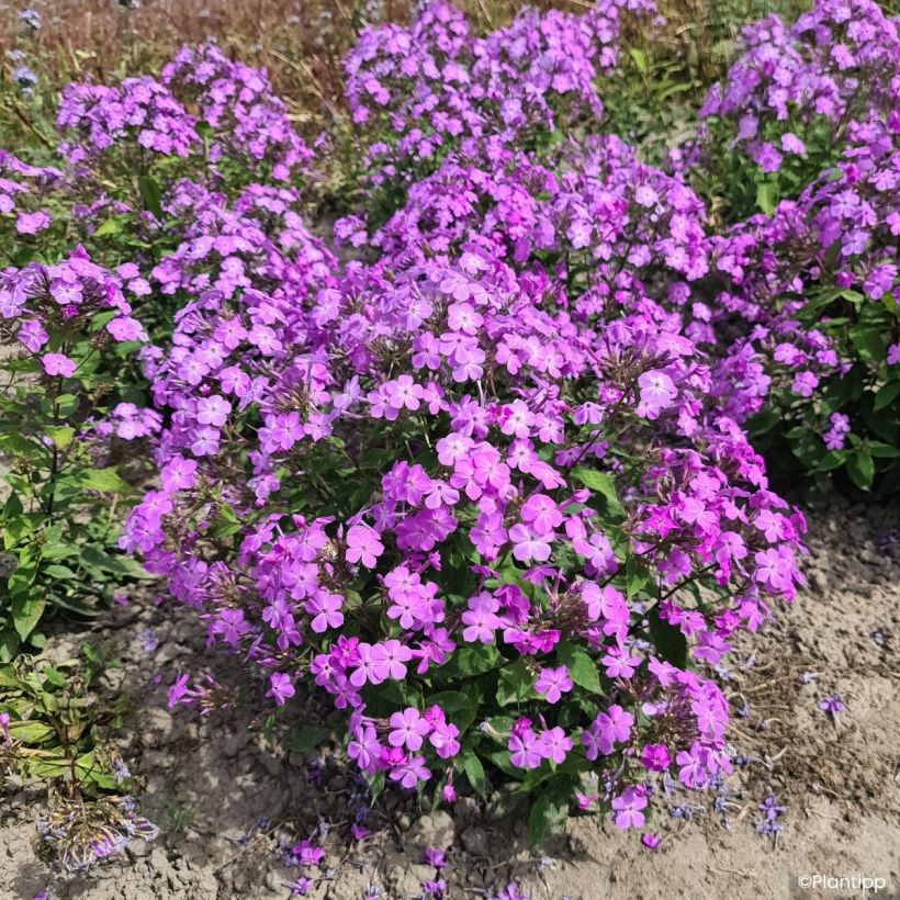 Phlox Queen Paola - Flox (Porte)