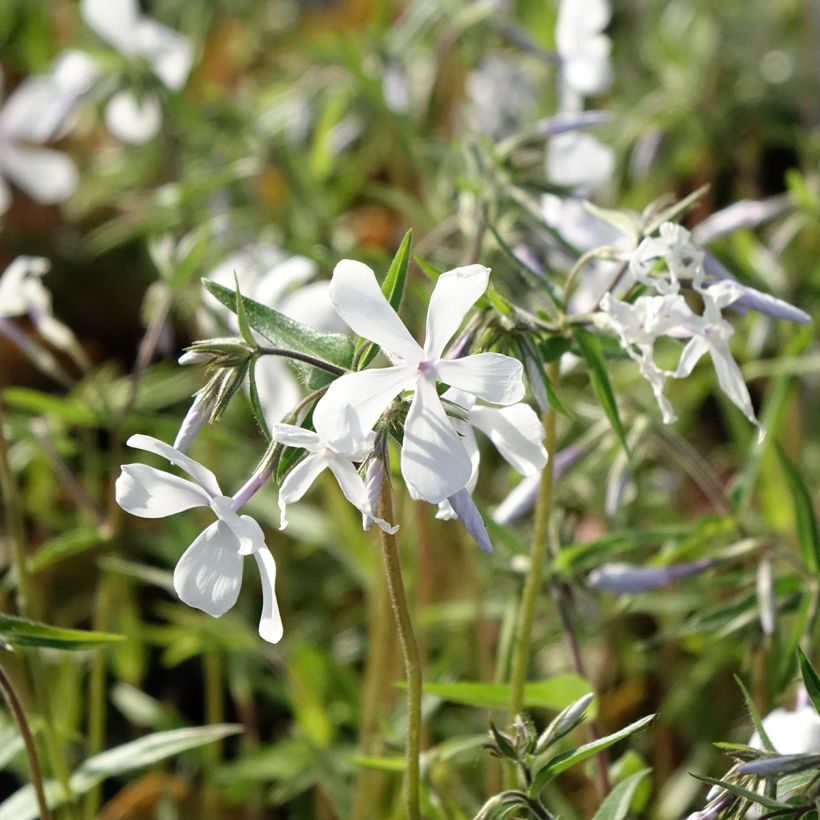 Phlox divaricata May Breeze (Floración)