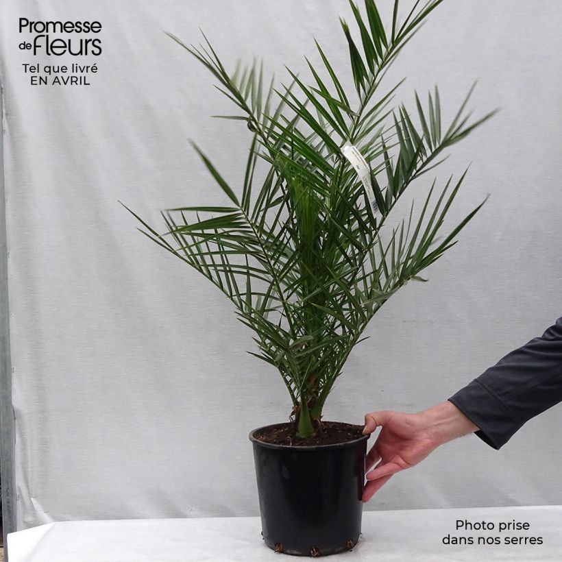 Phoenix canariensis - Palmera canaria Maceta 6L/7L Ejemplar entregado en la primavera