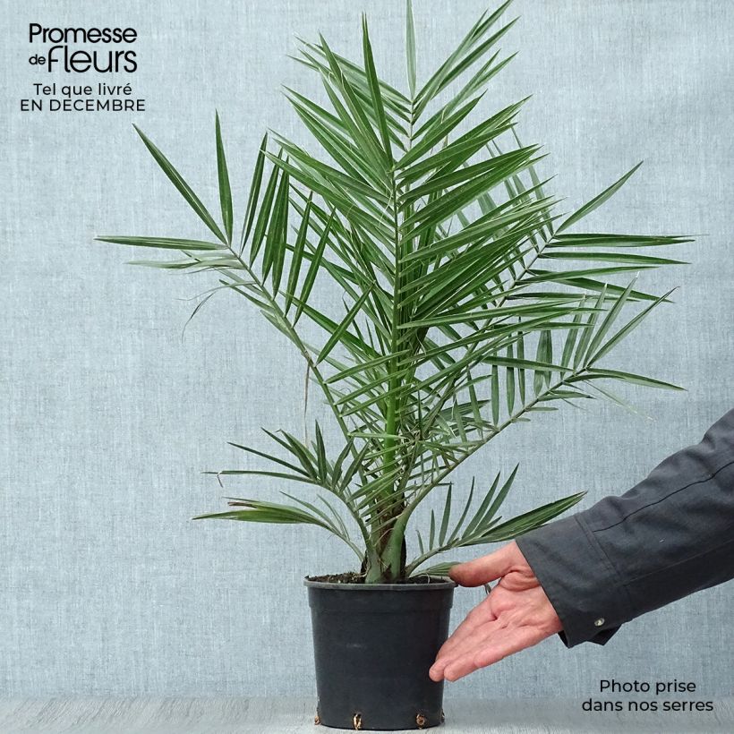 Phoenix canariensis - Palmera canaria Maceta 1L/1,5L Ejemplar entregado en invierno