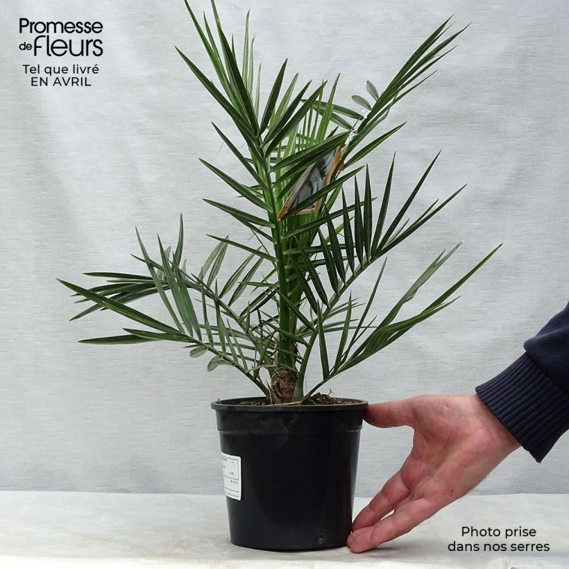 Phoenix canariensis - Palmera canaria Maceta 1L/1,5L Ejemplar entregado en la primavera