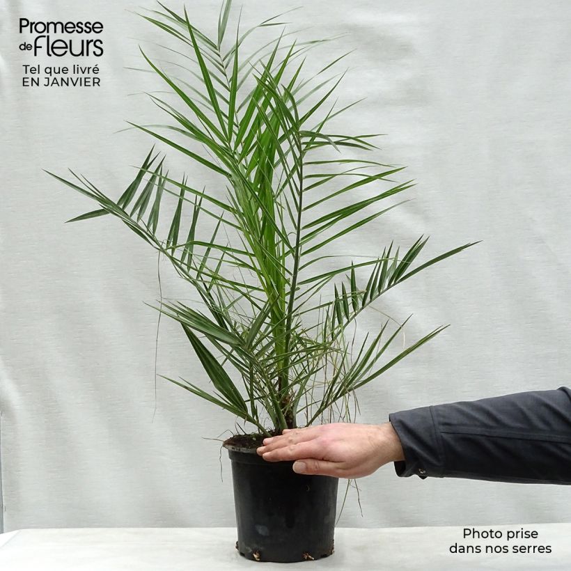 Phoenix canariensis - Palmera canaria Maceta 3L/4L Ejemplar entregado en invierno