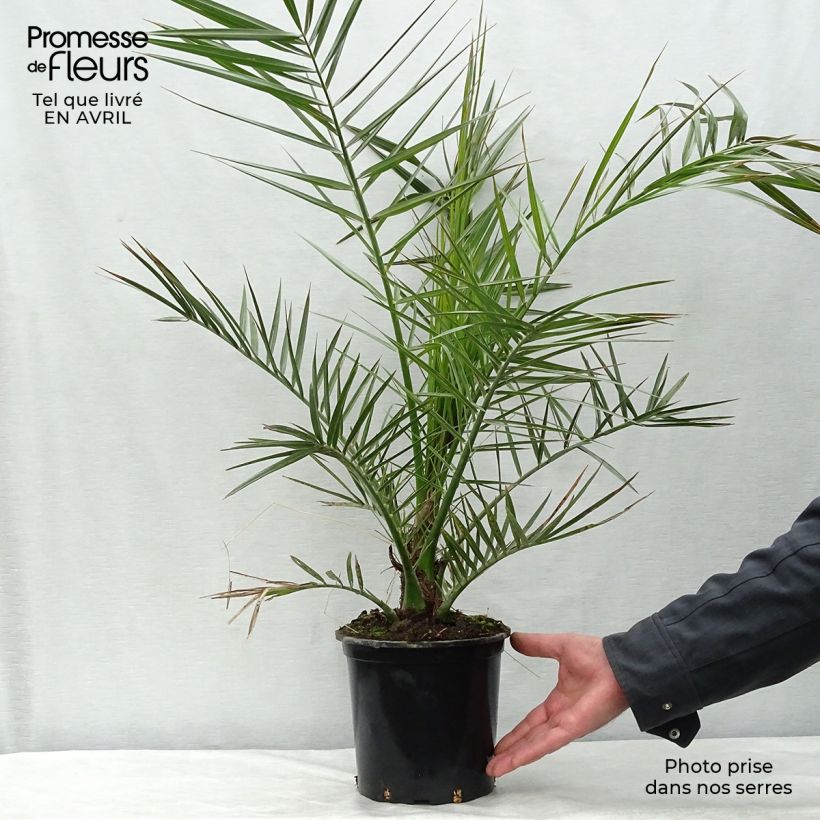 Phoenix canariensis - Palmera canaria Maceta 3L/4L Ejemplar entregado en la primavera