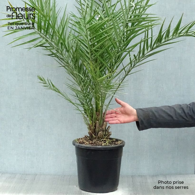 Phoenix dactylifera - Palmera datilera Maceta 7,5L/10L Ejemplar entregado en invierno