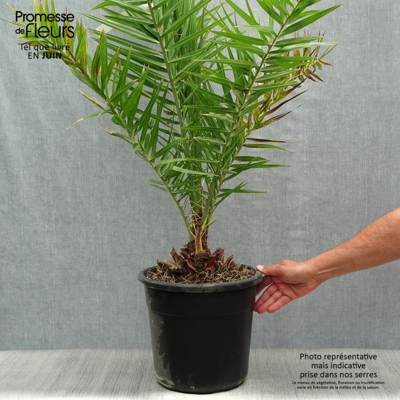 Ejemplar de Phoenix dactylifera - Palmera datilera Maceta 7,5L/10L entregado en verano