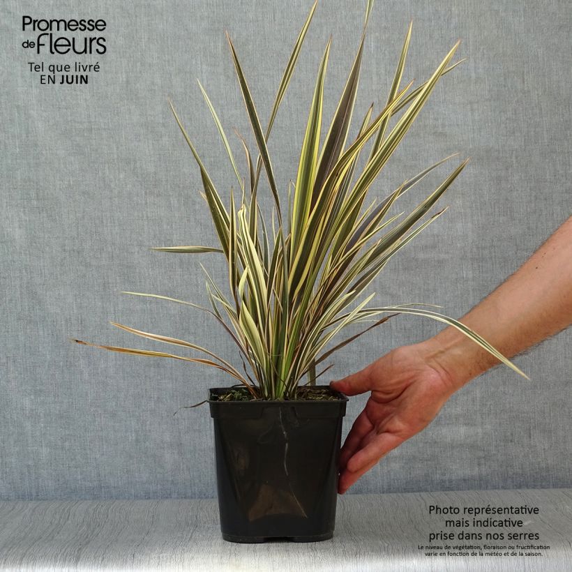 Ejemplar de Phormium tenax Alison Blackman - Lino de Nueva Zelanda Maceta 3L/4L entregado en verano