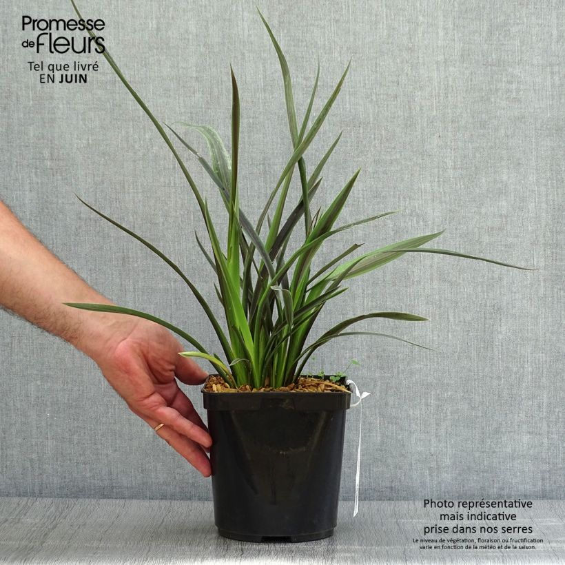 Ejemplar de Phormium tenax Chocomint - Lino de Nueva Zelanda Maceta 3L/4L entregado en verano