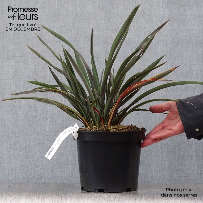 Phormium tenax Chocomint - Lino de Nueva Zelanda Maceta 3L/4L Ejemplar entregado en invierno