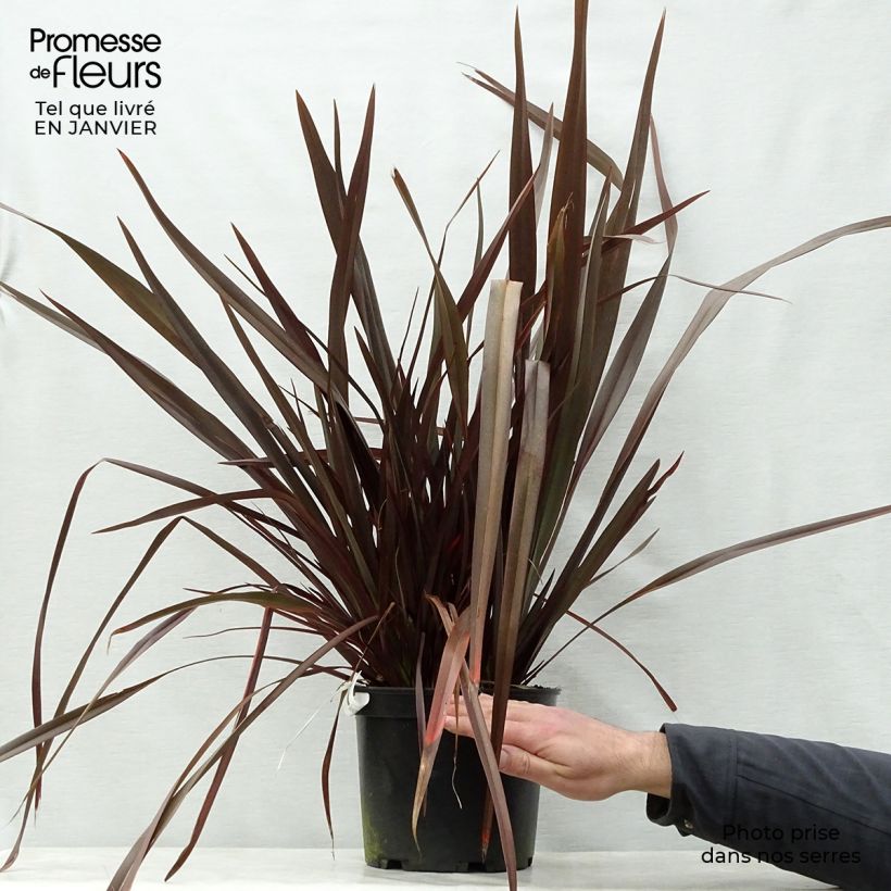 Phormium tenax Dark Delight - Lino de Nueva Zelanda Maceta 4L/5L Ejemplar entregado en invierno