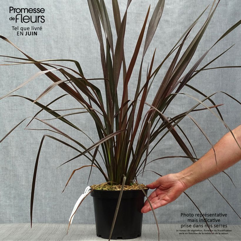 Ejemplar de Phormium tenax Dark Delight - Lino de Nueva Zelanda Maceta 4L/5L entregado en verano