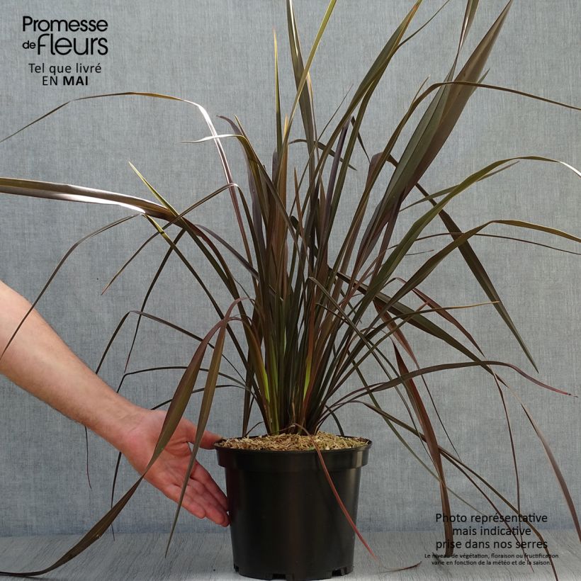 Phormium tenax Dark Delight - Lino de Nueva Zelanda Maceta 4L/5L Ejemplar entregado en la primavera