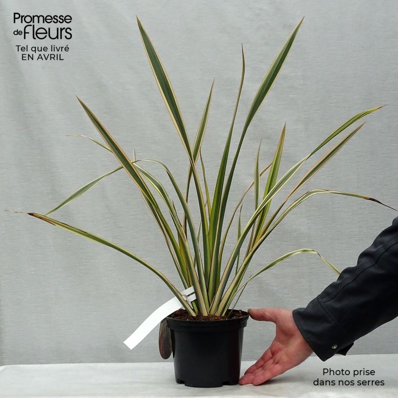 Phormium tenax Golden Ray - Lino de Nueva Zelanda Maceta 2L/3L Ejemplar entregado en la primavera