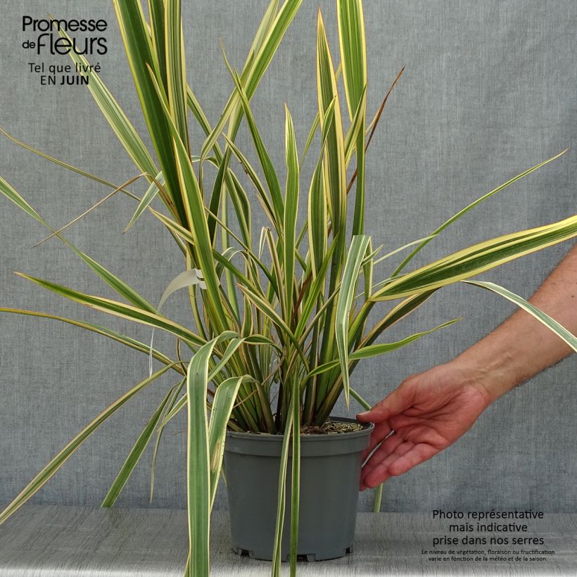 Ejemplar de Phormium tenax Golden Ray - Lino de Nueva Zelanda Maceta 2L/3L entregado en verano