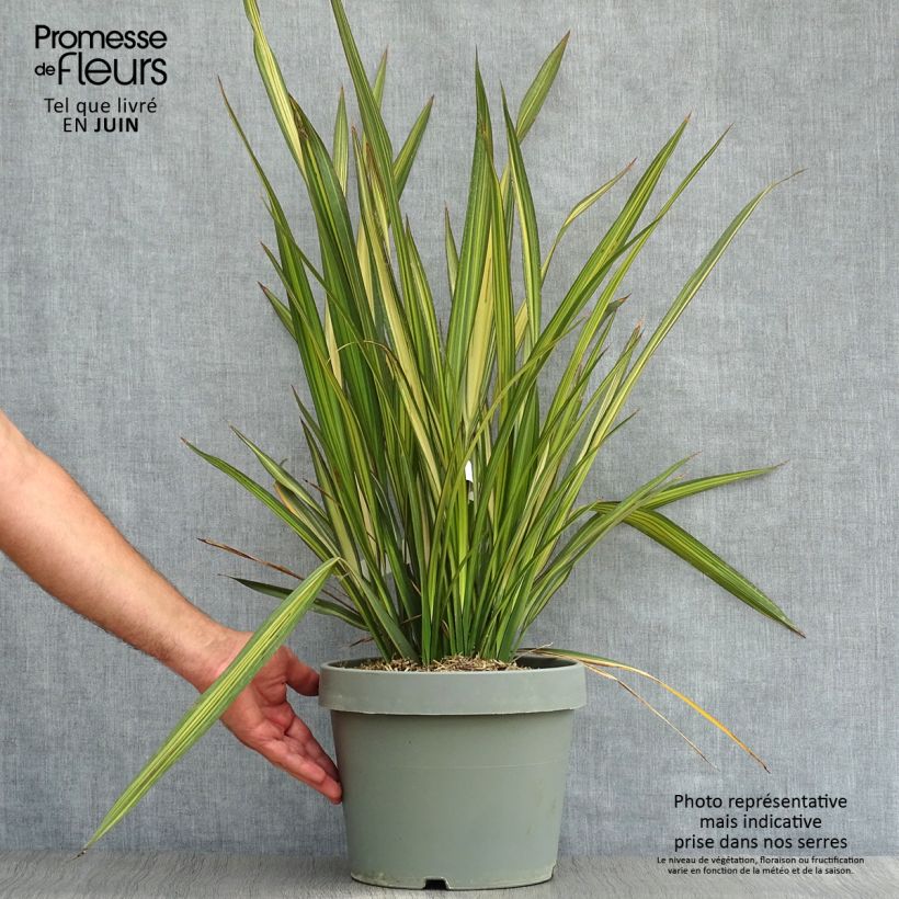 Ejemplar de Phormium tenax Golden Ray - Lino de Nueva Zelanda Maceta 7,5L/10L entregado en verano