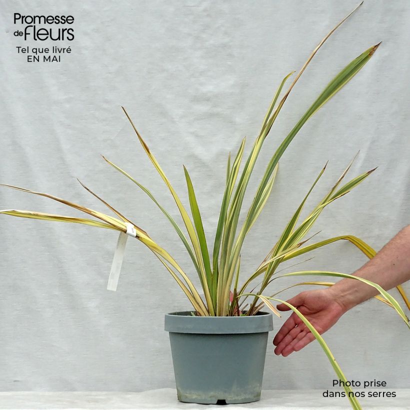 Phormium tenax Golden Ray - Lino de Nueva Zelanda Maceta 7,5L/10L Ejemplar entregado en la primavera