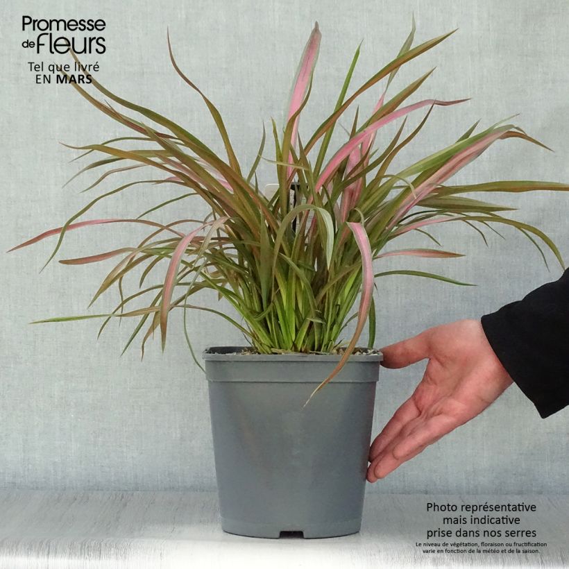 Phormium tenax Jester - Lino de Nueva Zelanda Maceta 3L/4L Ejemplar entregado en la primavera