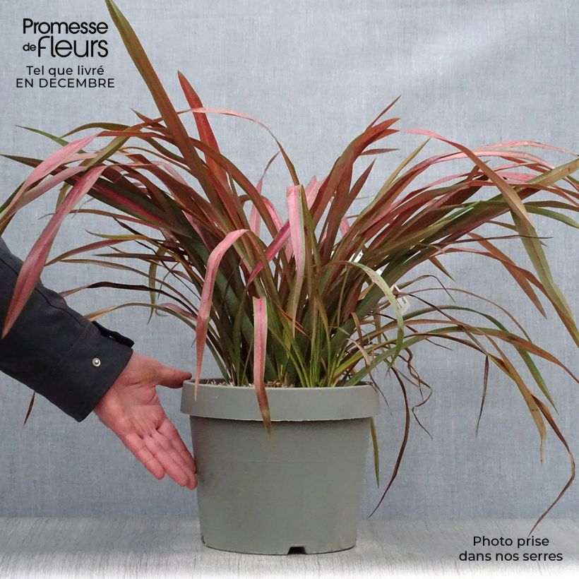 Phormium tenax Jester - Lino de Nueva Zelanda Maceta 7,5L/10L Ejemplar entregado en invierno