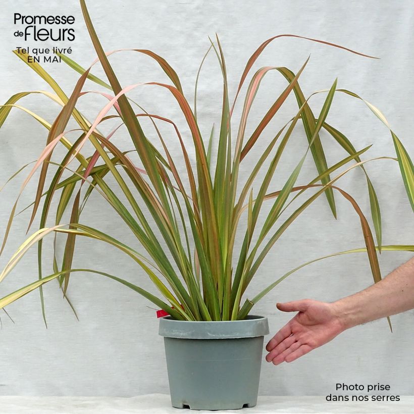 Phormium tenax Jester - Lino de Nueva Zelanda Maceta 7,5L/10L Ejemplar entregado en la primavera