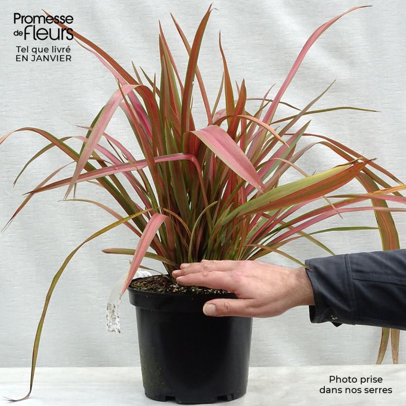 Phormium tenax Jester - Lino de Nueva Zelanda Maceta 3L/4L Ejemplar entregado en invierno