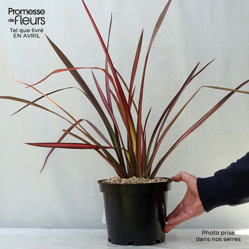 Phormium tenax Margaret Jones - Lino de Nueva Zelanda Maceta 4L/5L Ejemplar entregado en la primavera