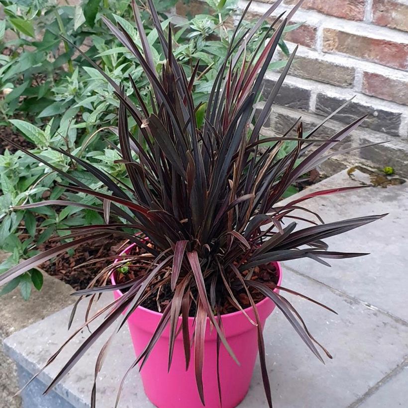 Phormium Mini Magic - Lino de Nueva Zelanda (Porte)