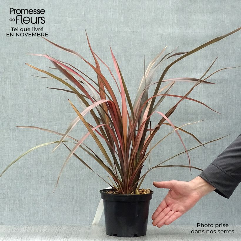 Ejemplar de Phormium tenax Pink Panther - Lino de Nueva Zelanda Maceta 2L/3L entregado en otoño