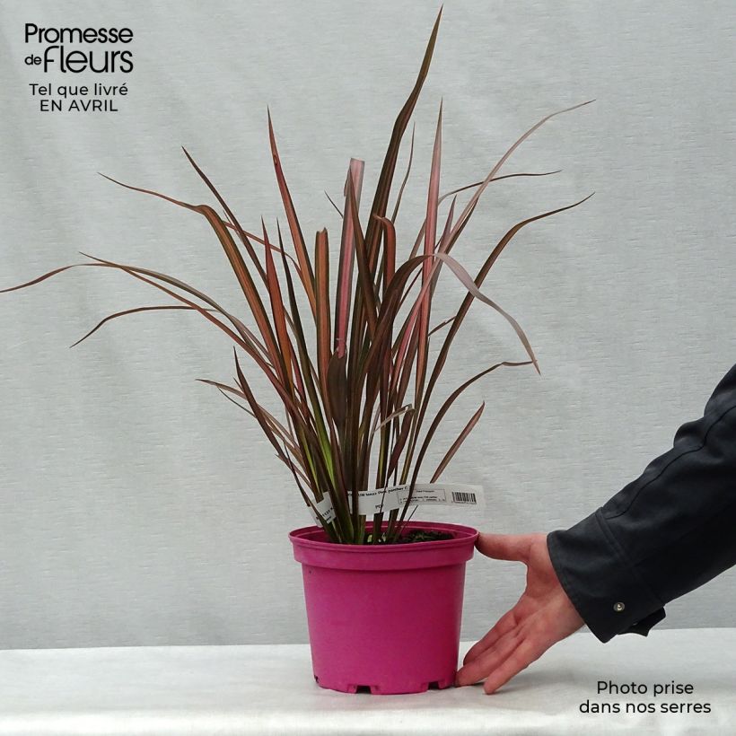 Phormium tenax Pink Panther - Lino de Nueva Zelanda Maceta 2L/3L Ejemplar entregado en la primavera