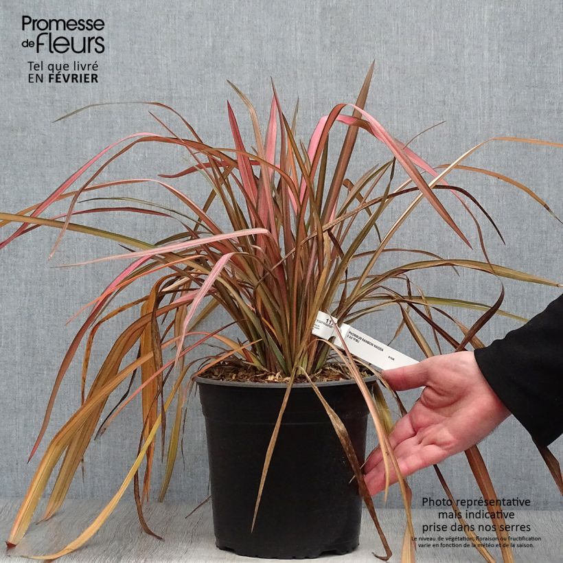 Phormium tenax Rainbow Maiden - Lino de Nueva Zelanda Maceta 3L/4L Ejemplar entregado en invierno