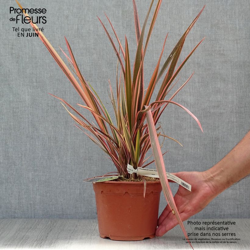 Ejemplar de Phormium tenax Rainbow Queen - Lino de Nueva Zelanda Maceta 2L/3L entregado en verano