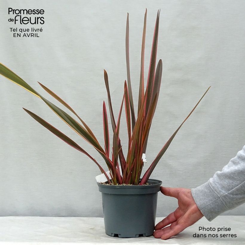 Phormium tenax Rainbow Queen - Lino de Nueva Zelanda Maceta 2L/3L Ejemplar entregado en la primavera