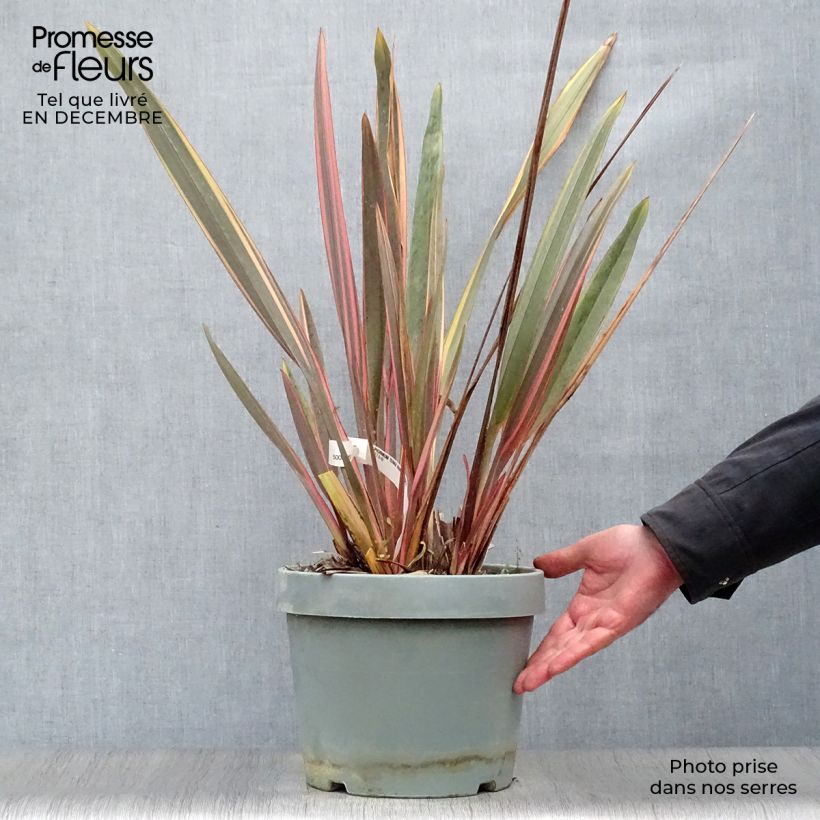 Phormium tenax Rainbow Queen - Lino de Nueva Zelanda Maceta 7,5L/10L Ejemplar entregado en invierno