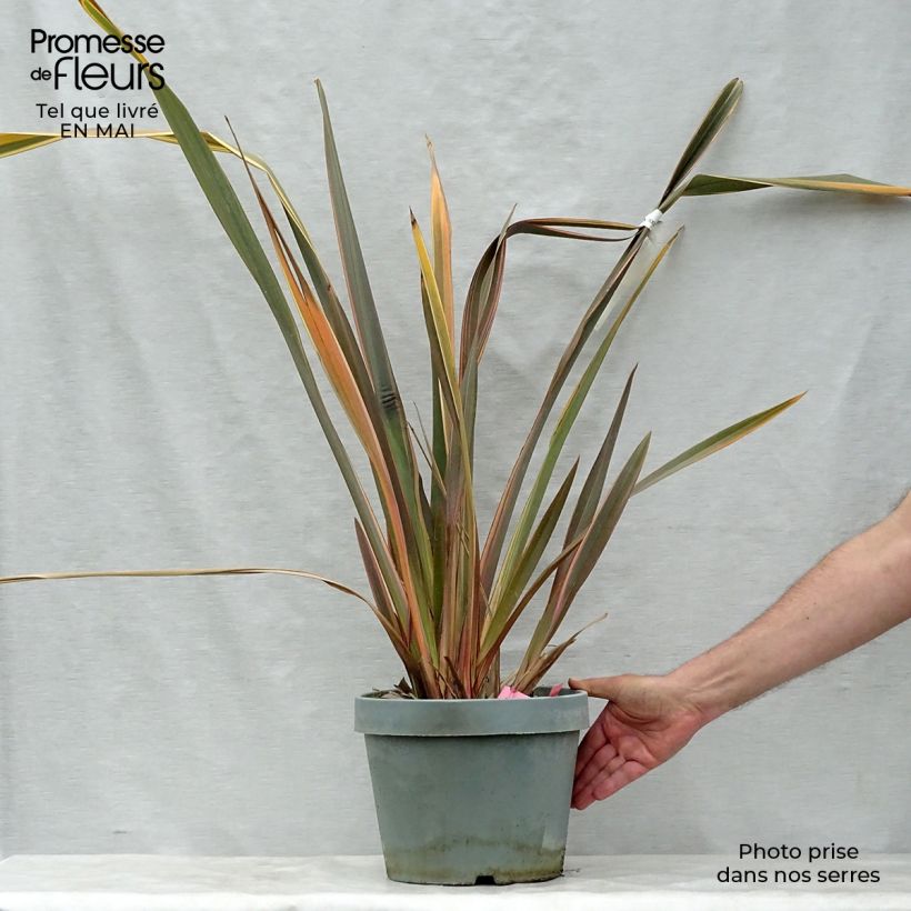 Phormium tenax Rainbow Queen - Lino de Nueva Zelanda Maceta 7,5L/10L Ejemplar entregado en la primavera