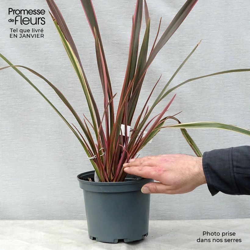 Phormium tenax Rainbow Queen - Lino de Nueva Zelanda Maceta 2L/3L Ejemplar entregado en invierno