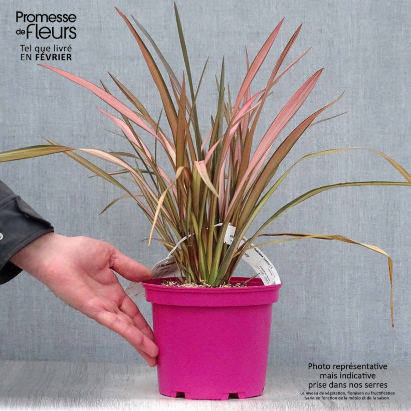 Phormium tenax Rainbow Sunrise - Lino de Nueva Zelanda Maceta 3L/4L Ejemplar entregado en invierno