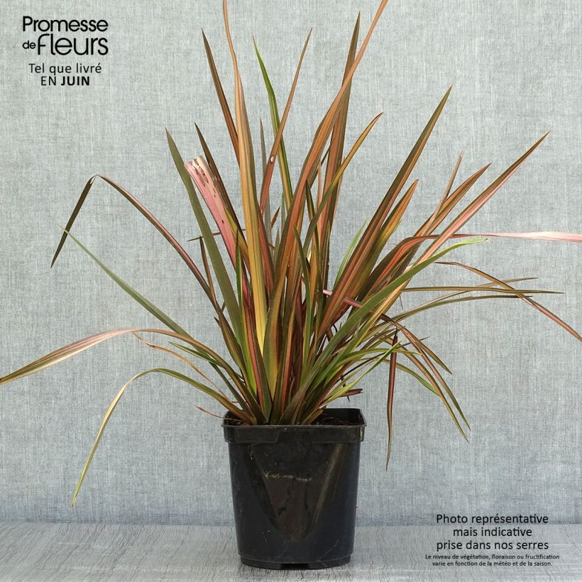 Ejemplar de Phormium tenax Rainbow Sunrise - Lino de Nueva Zelanda Maceta 3L/4L entregado en verano