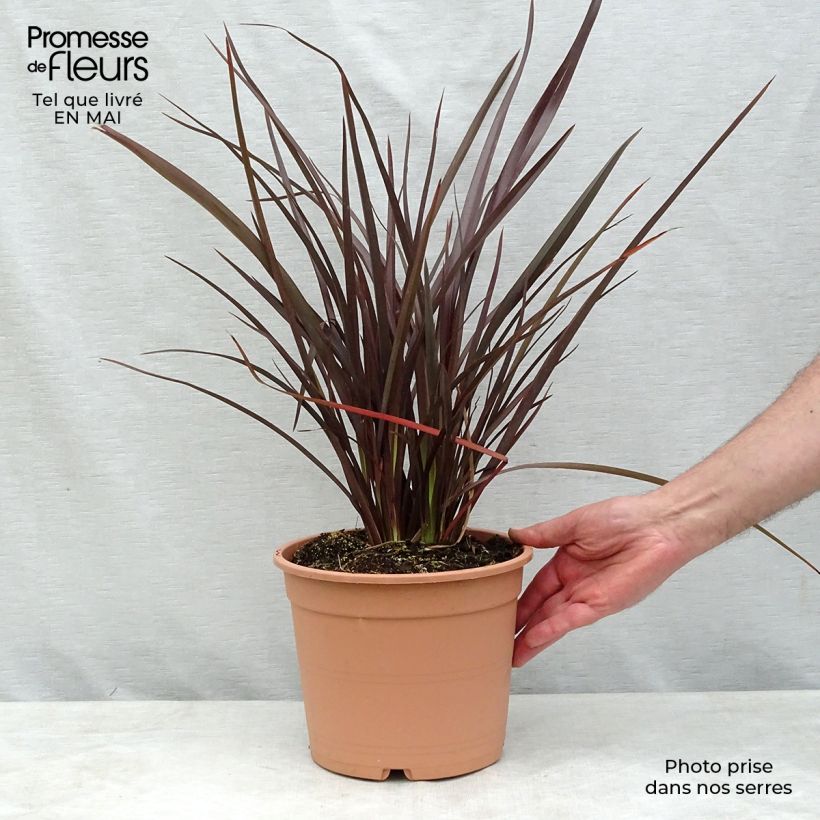 Phormium tenax Special Red - Lino de Nueva Zelanda Maceta 4L/5L Ejemplar entregado en la primavera
