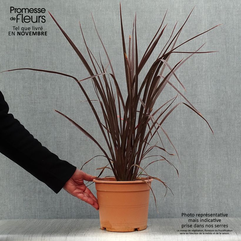 Ejemplar de Phormium tenax Special Red - Lino de Nueva Zelanda Maceta 4L/5L entregado en otoño