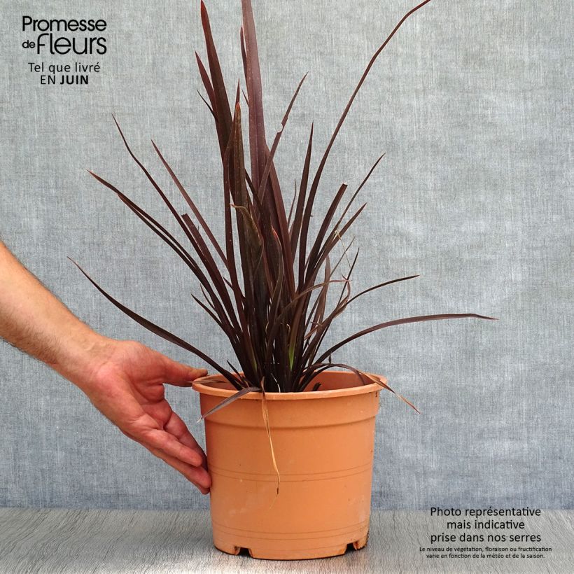 Ejemplar de Phormium tenax Special Red - Lino de Nueva Zelanda Maceta 4L/5L entregado en verano