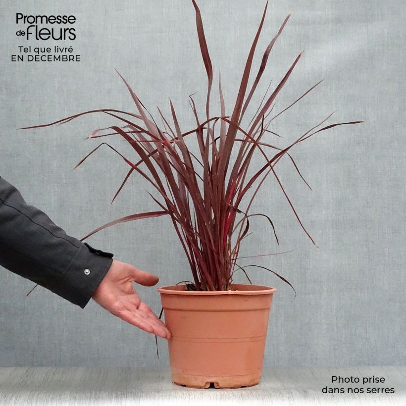Phormium tenax Special Red - Lino de Nueva Zelanda Maceta 4L/5L Ejemplar entregado en invierno