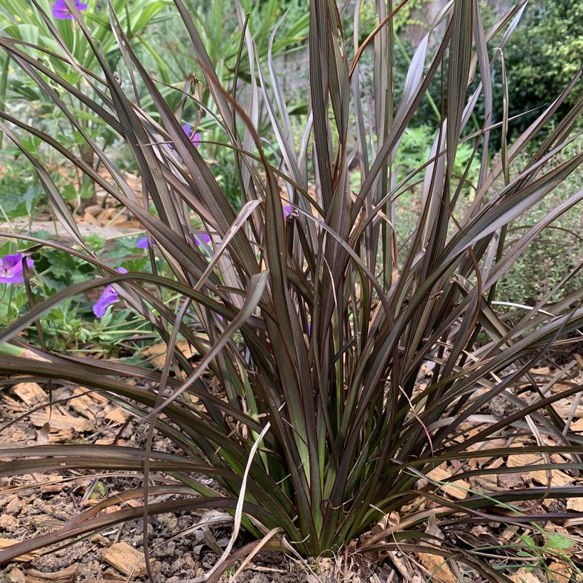 Phormium tenax Special Red - Lino de Nueva Zelanda (Porte)