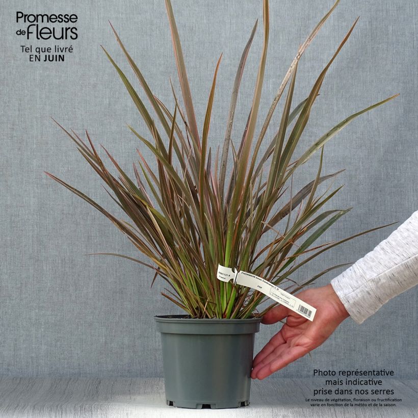 Ejemplar de Phormium tenax Sundowner - Lino de Nueva Zelanda Maceta 2L/3L entregado en verano