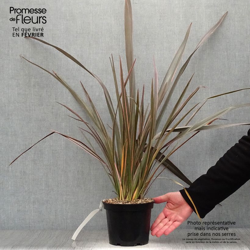 Phormium tenax Sundowner - Lino de Nueva Zelanda Maceta 2L/3L Ejemplar entregado en invierno