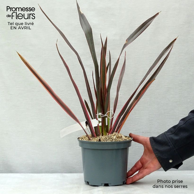 Phormium tenax Sundowner - Lino de Nueva Zelanda Maceta 2L/3L Ejemplar entregado en la primavera