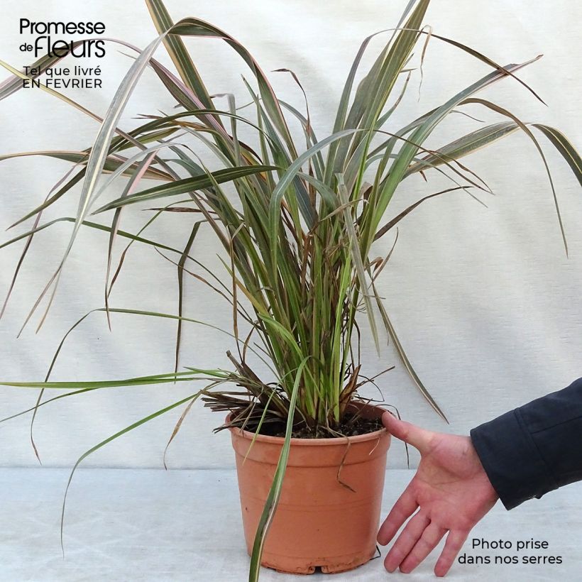 Phormium tenax Sundowner - Lino de Nueva Zelanda Maceta 4L/5L Ejemplar entregado en invierno