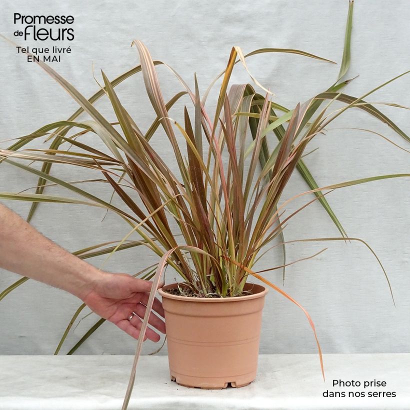 Phormium tenax Sundowner - Lino de Nueva Zelanda Maceta 4L/5L Ejemplar entregado en la primavera