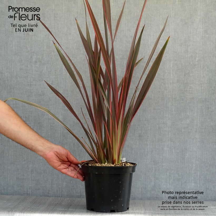 Ejemplar de Phormium tenax Sundowner - Lino de Nueva Zelanda Maceta 4L/5L entregado en verano
