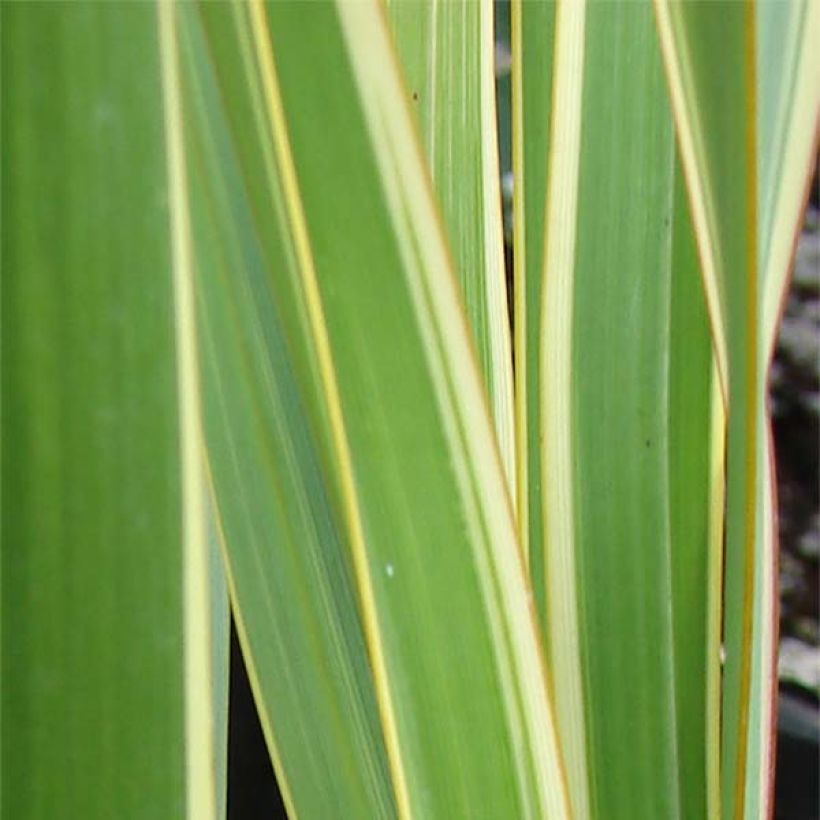 Phormium cookianum subsp. hookeri Tricolor - Lino de Nueva Zelanda (Follaje)