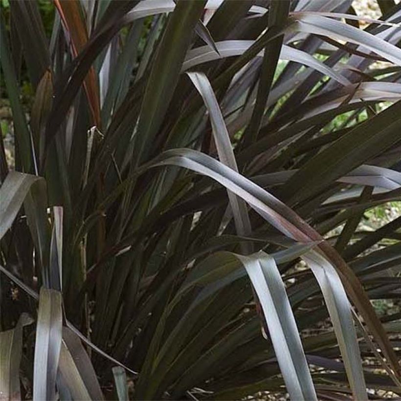 Phormium cookianum Black adder - Lino de Nueva Zelanda (Follaje)